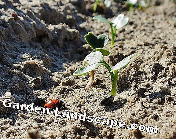 SĂĄning og plantekalender for august