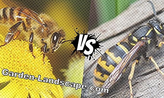 Wasps - fight / control wasps or fight !?