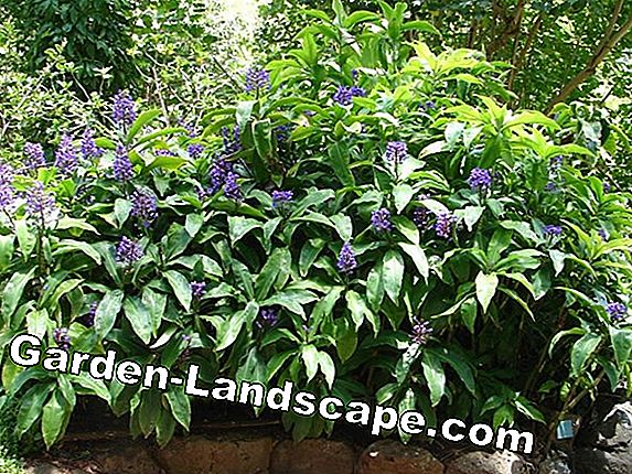 Plants Blue Ginger Dichorisandra Thyrsiflora Care 2020