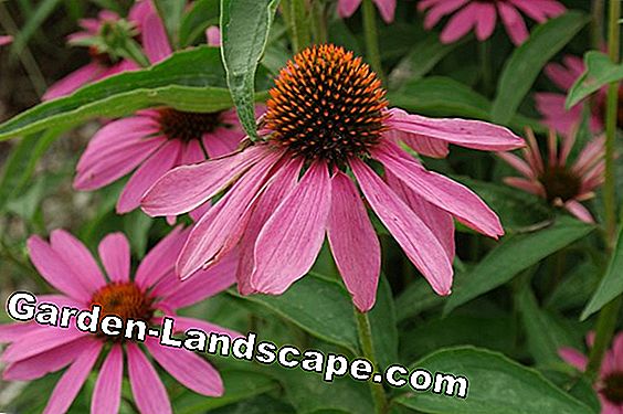 Plants Red Coneflower Echinacea Purpurea Sowing Care 2021