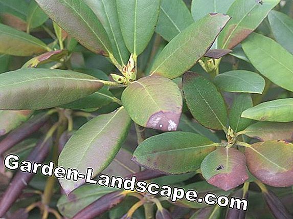 Plants Rhododendron With Yellow Leaves These Are The Causes My Beautiful Garden 2020