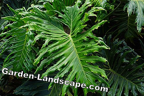 Plants Tree Friend Philodendron Erubescens Nursing Guide 2020