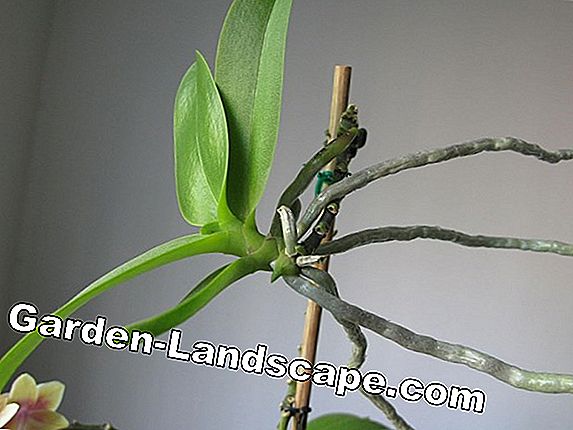 Plants Orchid Types Orchid Care 2020