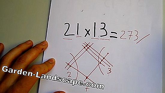 Cómo multiplicar calla: cómo funciona por división de siembra y rizoma
