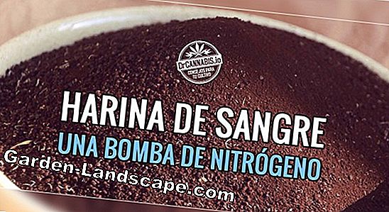 Harina de hueso y harina de sangre utilizada adecuadamente como fertilizante: la aplicación