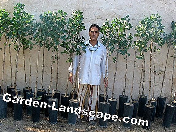 Plantas de contenedor, productos de raíz o plantas de pacas - consejos de compra