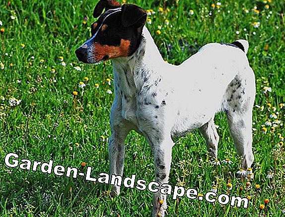 Perro Terrier - expulsar perros extranjeros