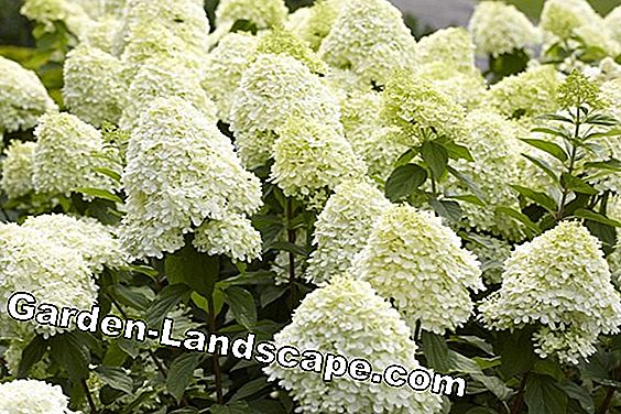 Plant box hardy - estas plantas son adecuadas