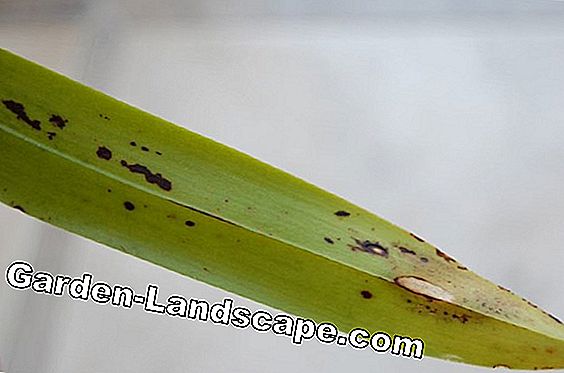 Enfermedad de la mancha de la hoja y hojas marrones