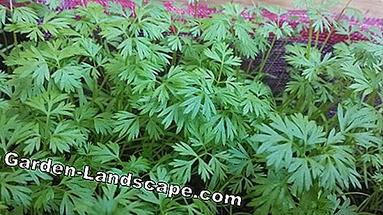 Cultivar zanahorias en el balcón