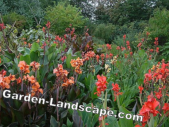 Tubo de flores indio (Canna indica) - cuidado