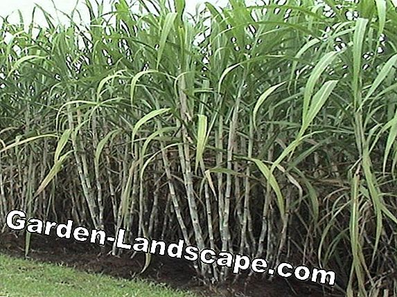 Pupuk rumput secara organik - Begitulah cara tumbuh