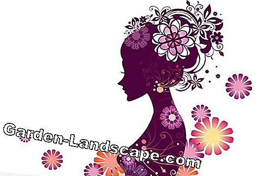 Poster Aphic Wanted: ukuran, makanan, musuh alami