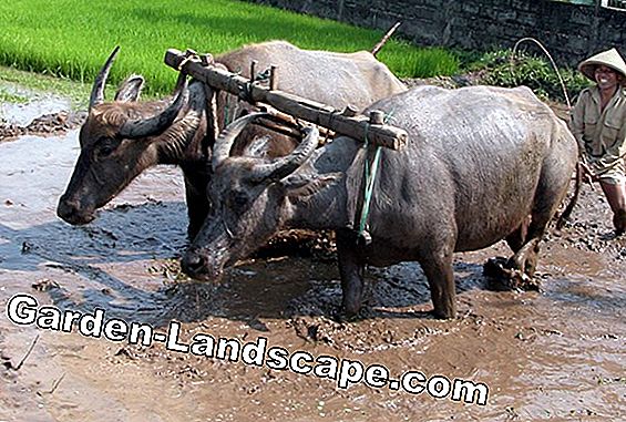 Apakah pohon naga beracun bagi manusia dan hewan peliharaan?