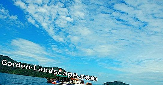 Pupuk Rumput Mineral dan Organik dalam Perbandingan