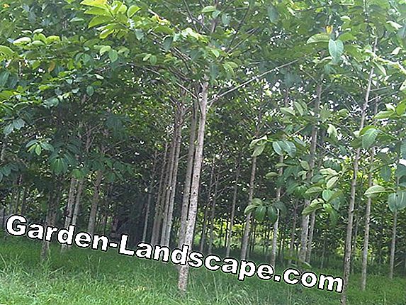 Pupuk Mineral - Pupuk anorganik untuk kebun
