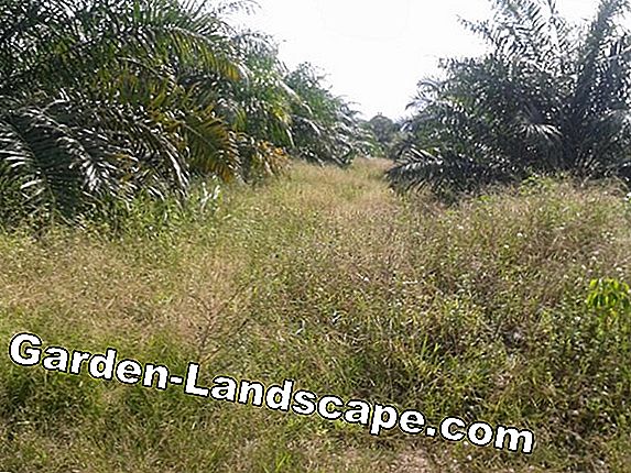 Hancurkan rumput di kebun / rumput tanpa bahan kimia - bagaimana cara kerjanya!