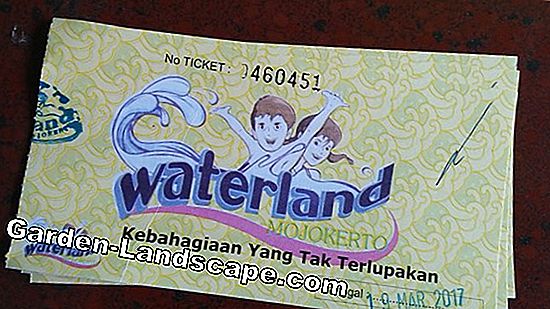 Lokasi: Taruh dalam cahaya yang tepat