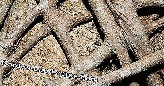 Root Cure: Bunga baru untuk pohon buah-buahan tua