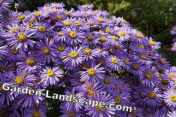 Herbstaster, Winteraster - Tips för omvårdnad, skärning och förökning