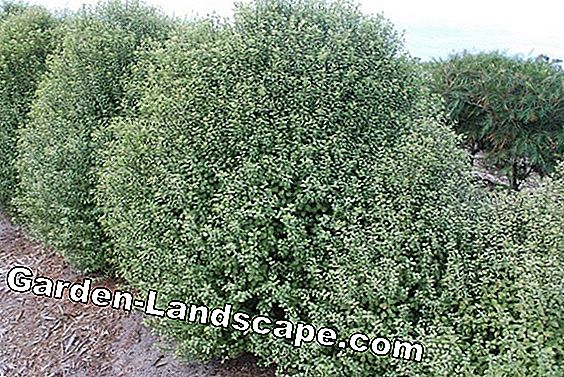 Pittosporum