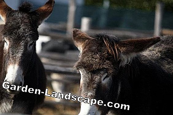 Quali sono le novità di Garden-Landscape.com?