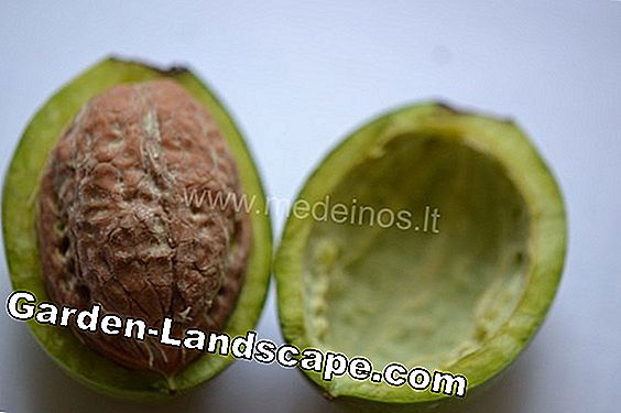 Augalas pats palaiko - palaiko augalus