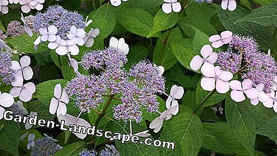 Hydrangeas - puiki įvairovė