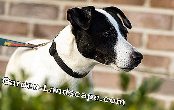 Dog Terrier - verjaag buitenlandse honden