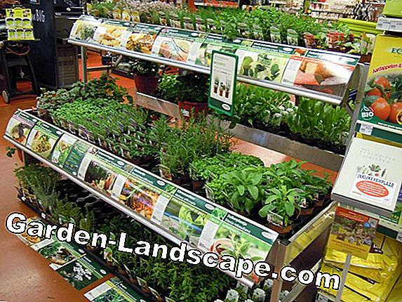 Gedroogde planten opvoeren - zo bewaar je gedroogde exemplaren