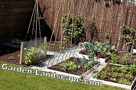 Tuinieren in augustus - sier-, fruit- en groentetuin