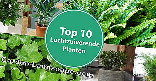 Het houden van planten in Kokoshumus - Tips tegen schimmel