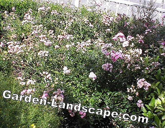 Bemest rozen, struiken en coniferen in de herfst