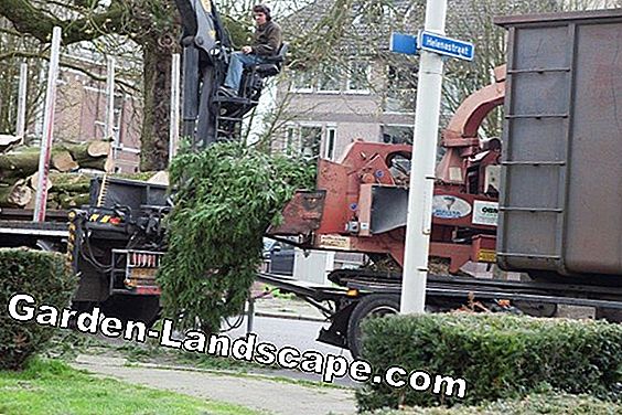 Verwijderen / frezen van de boomstronk - kosten + prijzen van de roterende dissel