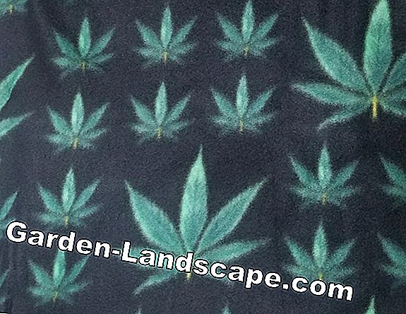 Weed fleece - welke kracht om te kopen? Tips voor het leggen