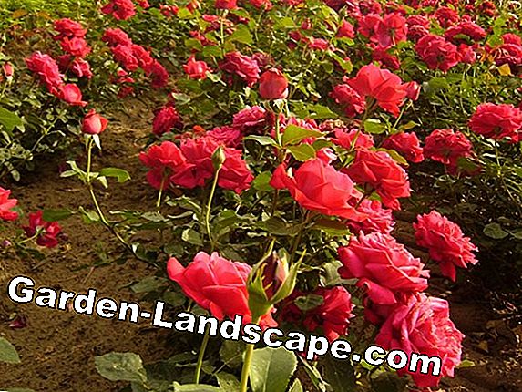 Planten Aardappelroos Rosa Rugosa Verzorgen Snijden En Vermeerderen 2021