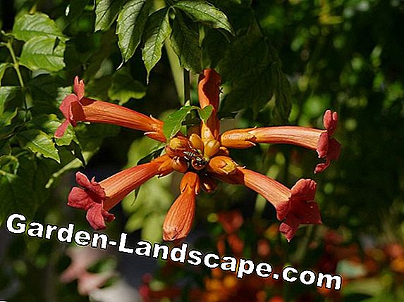 Passiflora caerulea: er passionsblomsten hardy?