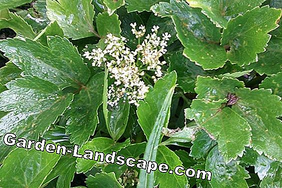 Lovage: Bệnh và sâu bệnh nhận ra và chiến đấu