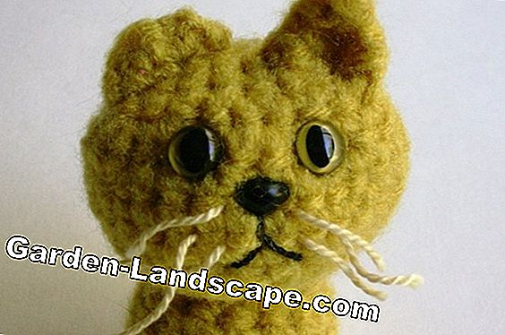 Crawling buttercup i plenen