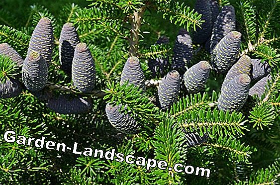 Evergreen ornamental gress: blad dekorasjon for vinteren