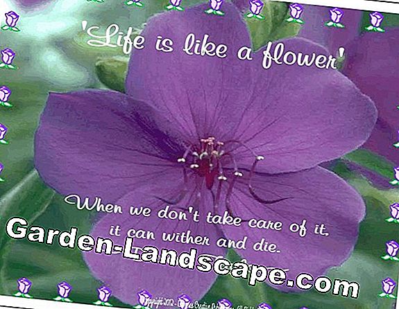 My Beautiful Garden Edition: