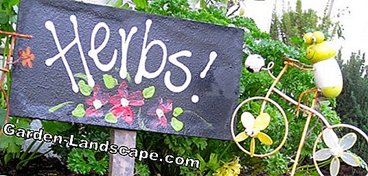 Witch herb: aplicarea și efectul plantei medicinale