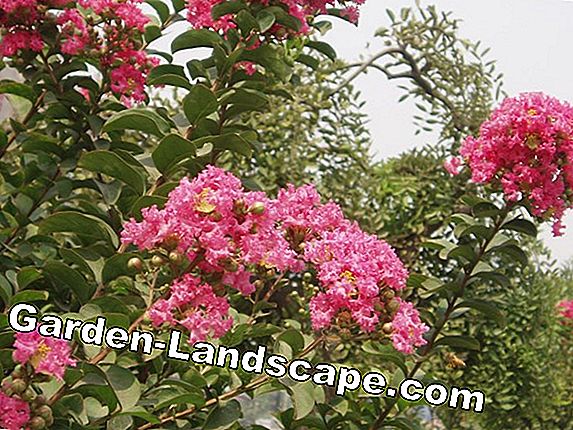 Lagerströmien, Lagerstroemia indica - Växt och vård