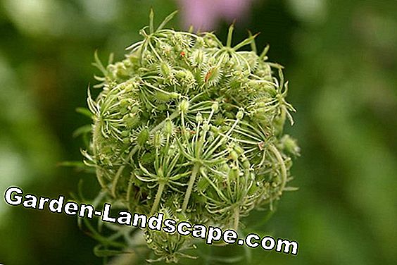 Wild morot, Daucus carota - Önskad affisch och användning