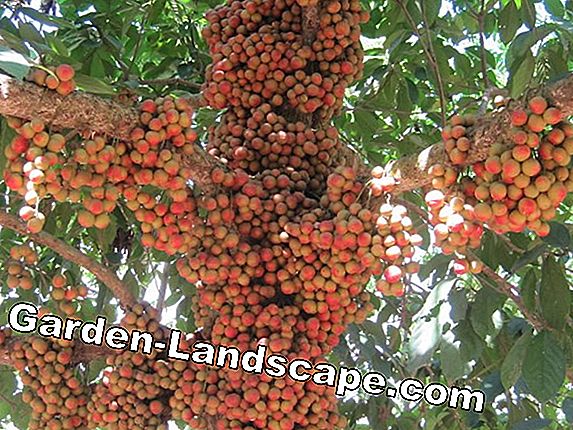 Trồng hoa cây bụi đúng cách