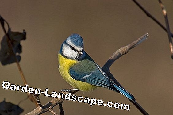 Blue tit, Parus caeruleus - Hồ sơ, mùa sinh sản và thực phẩm