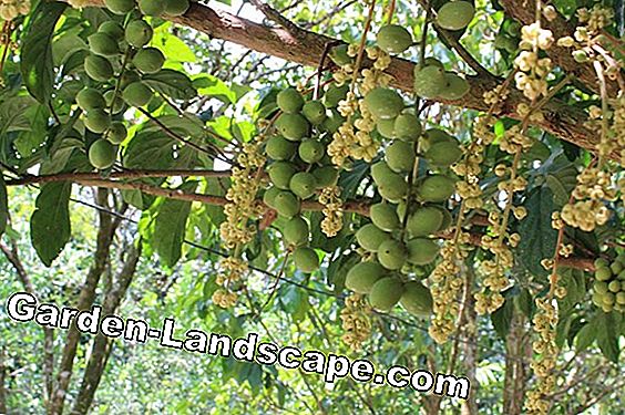 Vườn nước hoa