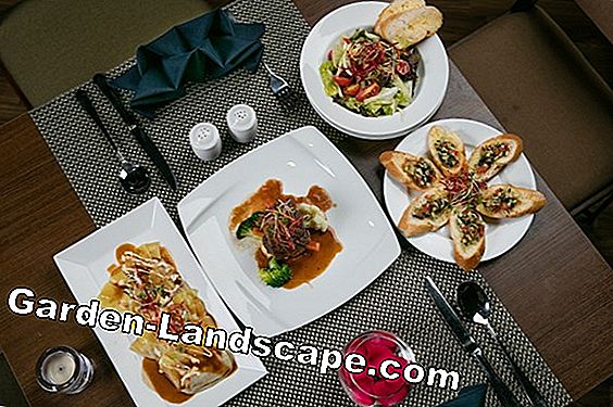 Những loại thảo mộc nào phù hợp với nhau - bảng