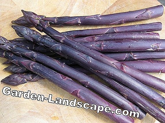 Măng tây - ngà ăn được