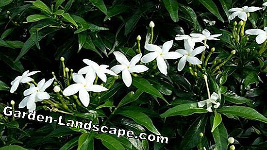 Jasminum officinale: Hoa nhài thật